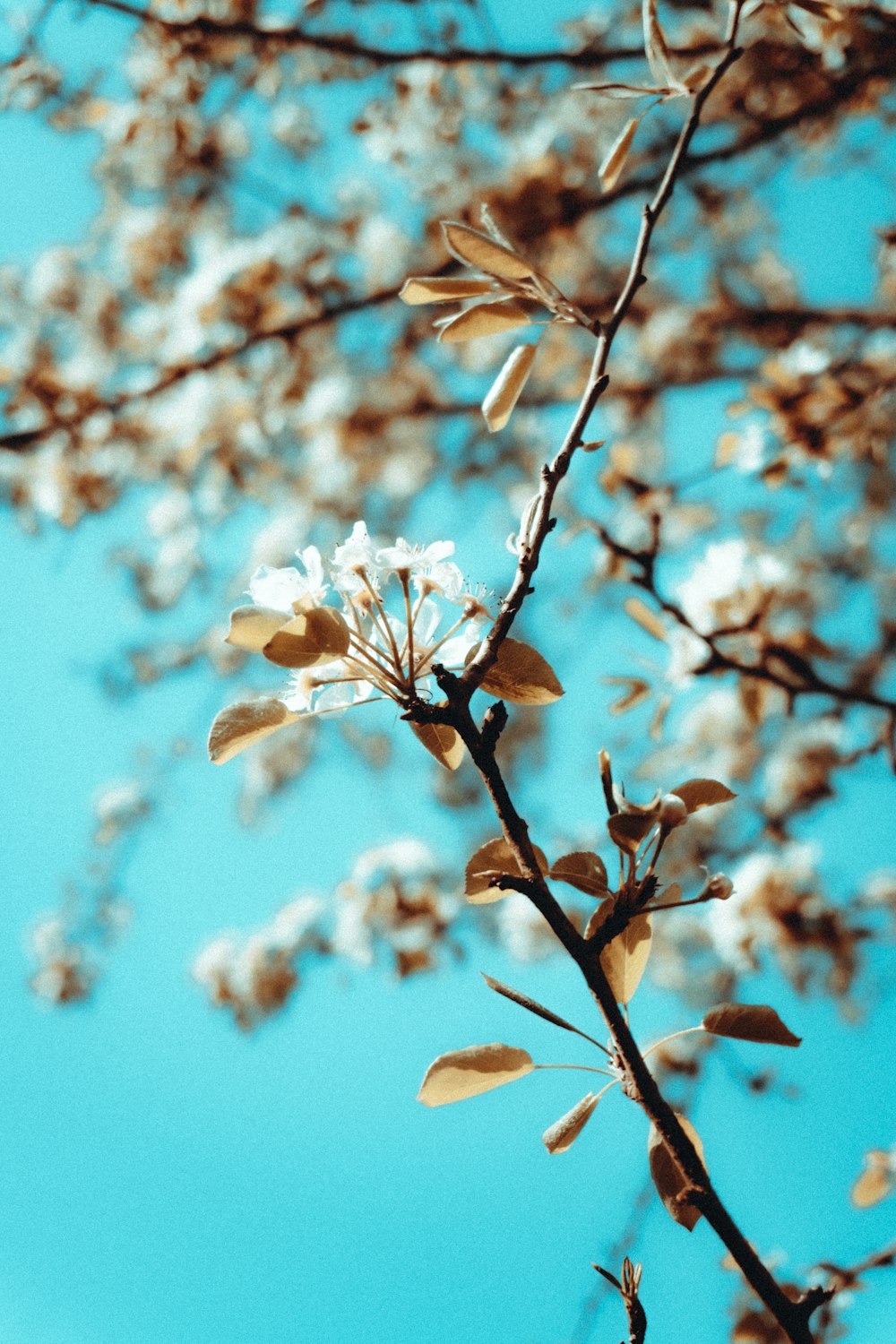 Flor de cerezo blanco en flor durante el día