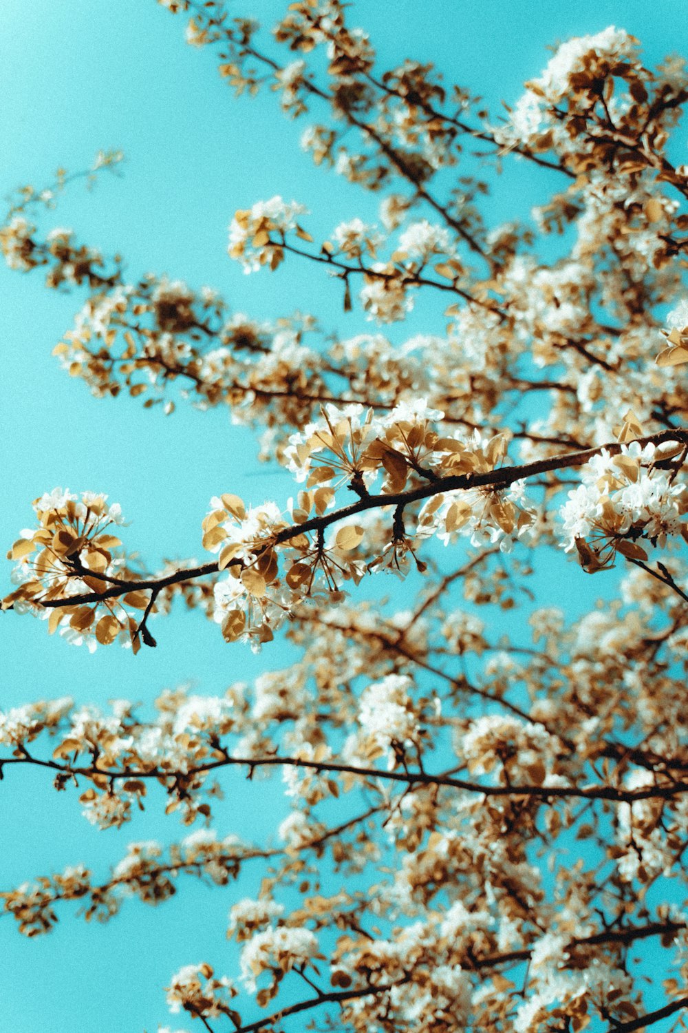 昼間の青空に映える白桜