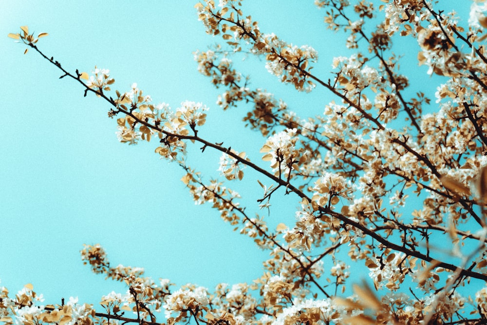 昼間の青空に映える白い桜の木