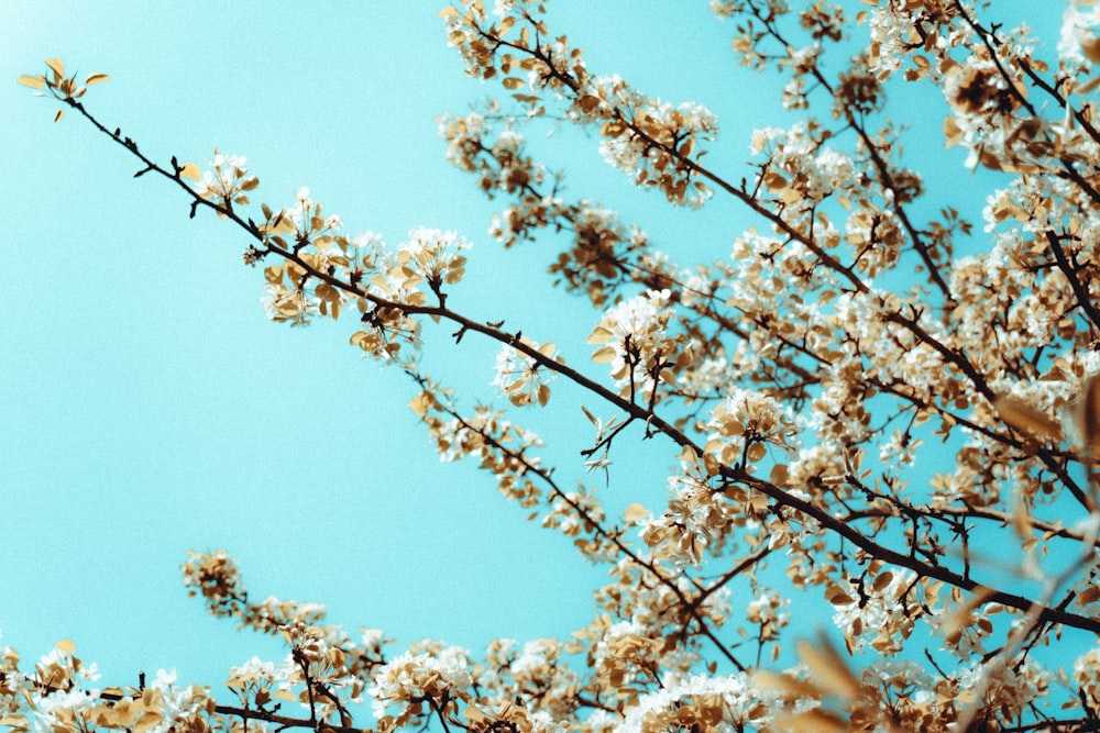 albero di ciliegio bianco in fiore sotto il cielo blu durante il giorno