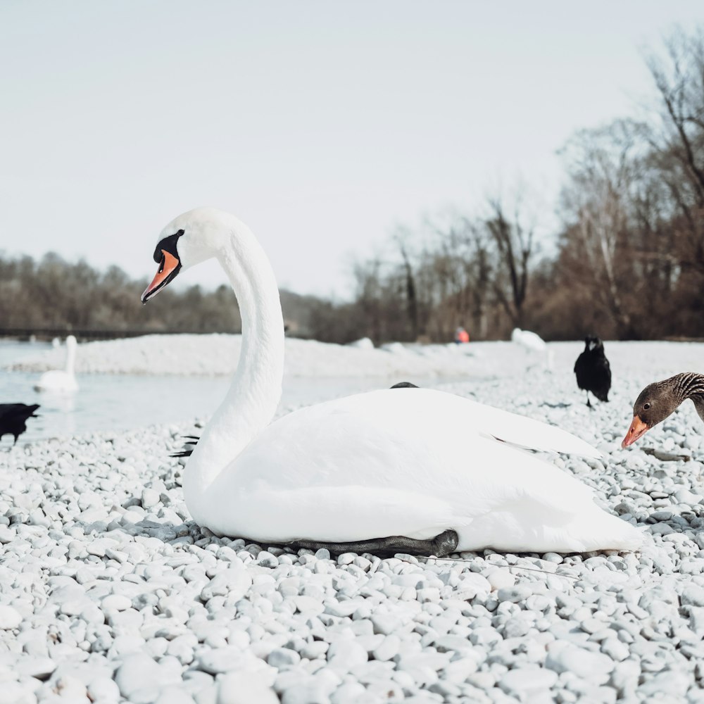 white swan on snow covered ground during daytime