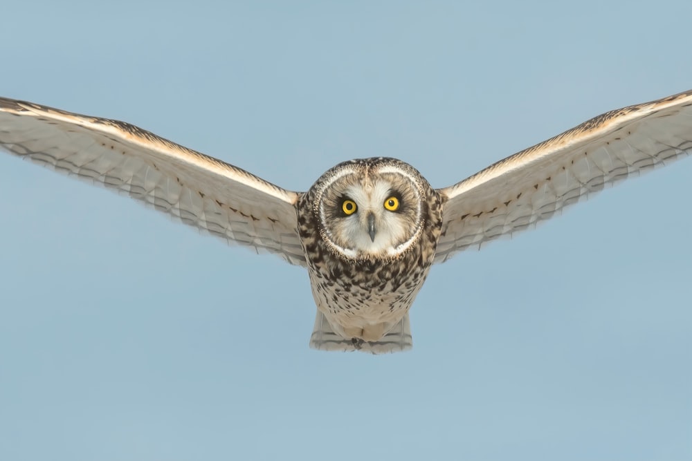 white and brown owl flying