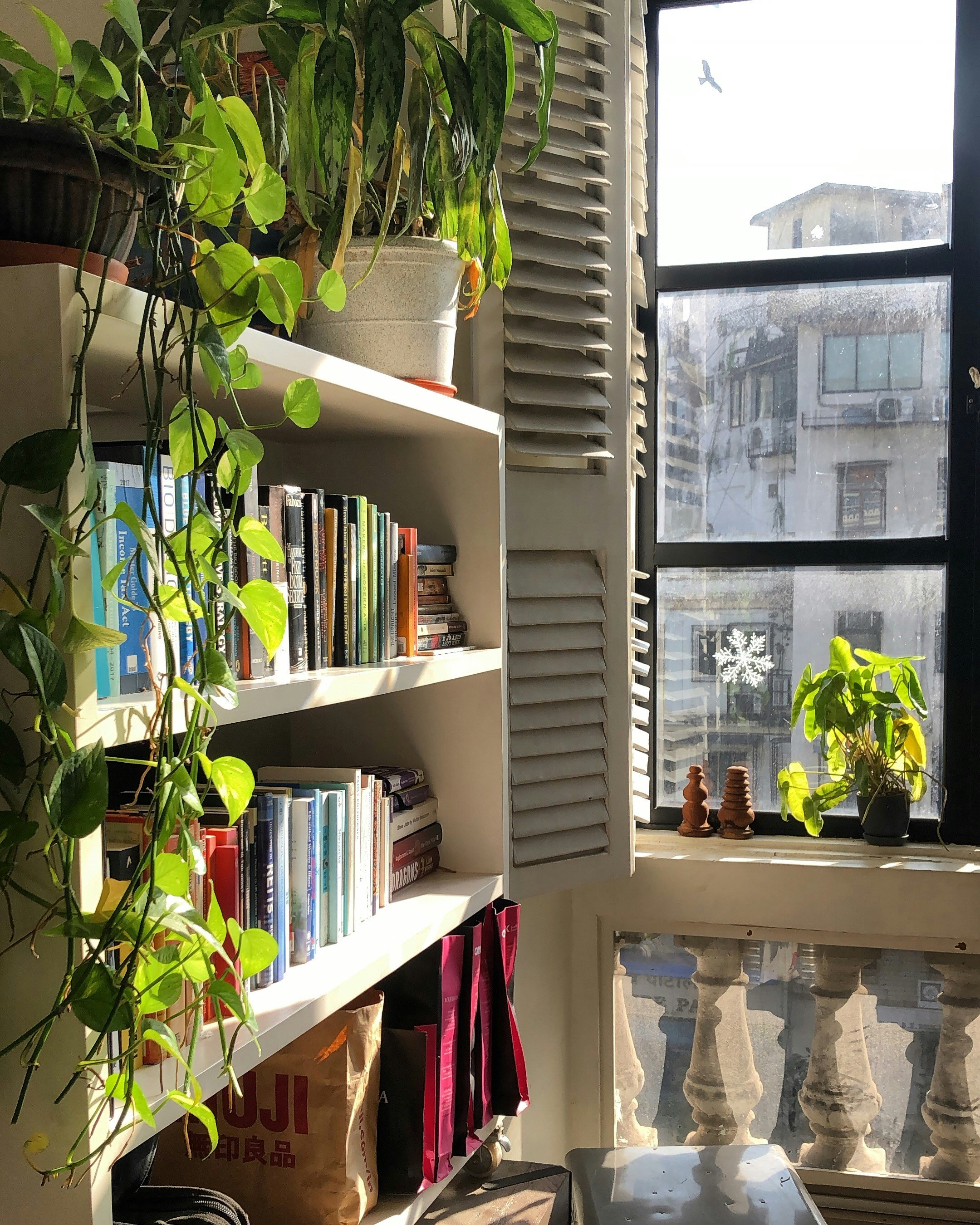 green potted plant on white wooden shelf