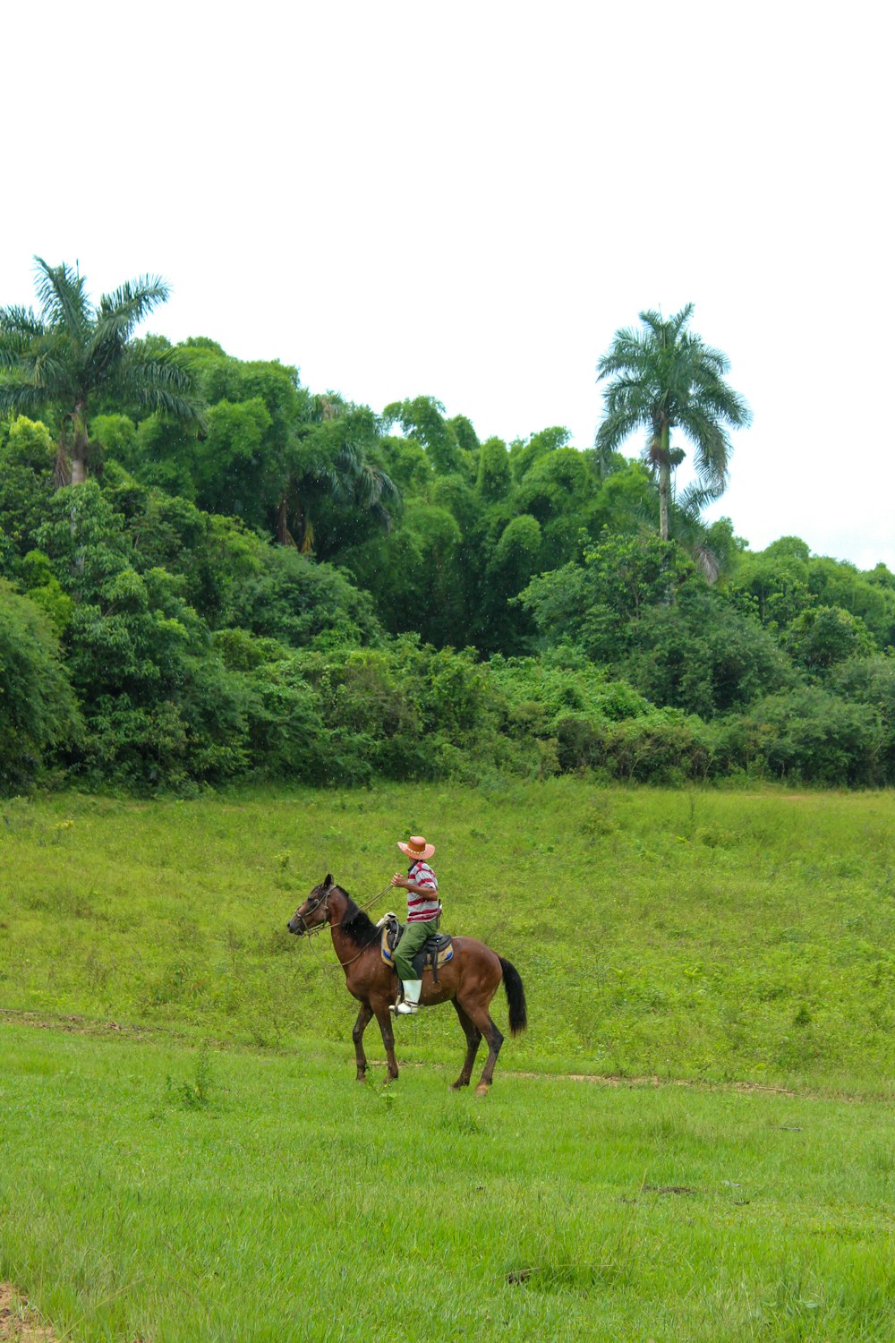 brown horse on green grass field during daytime