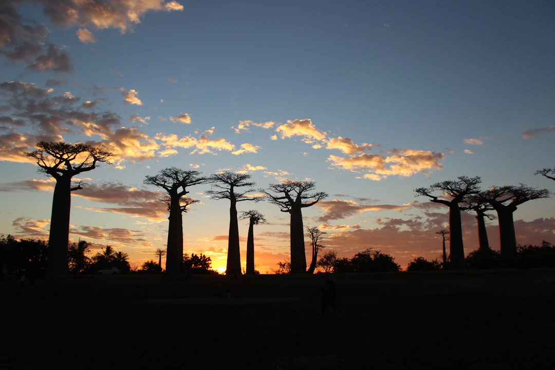 Family Travel Guide to Morondava: 5-Day Itinerary
