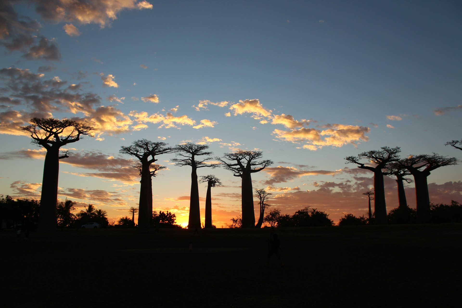 silhouette of trees during sunset
