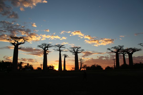 Baobabs silhouetted at sunset — Morondava, Madagascar