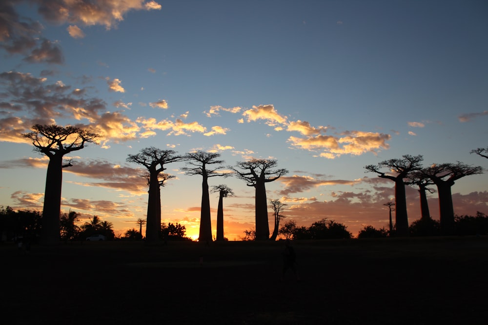 silhouette of trees during sunset