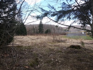 Outdoor sports ground framed by native trees under a clear blue sky.