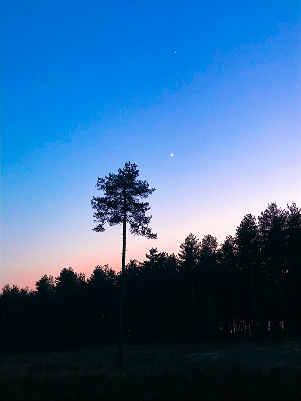 silhouette of trees under blue sky during daytime