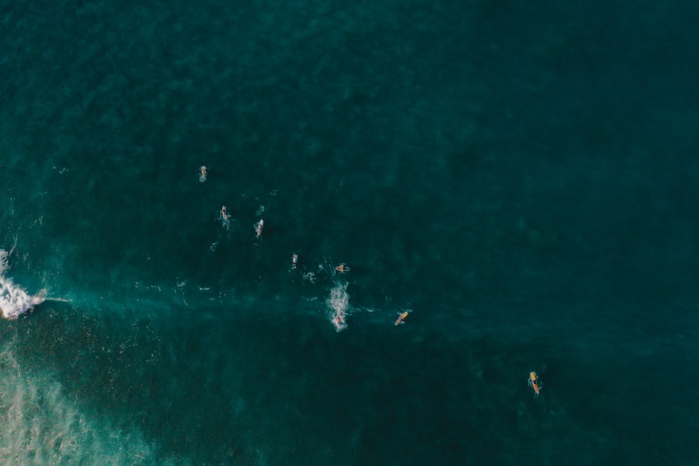 aerial view of people surfing on sea during daytime