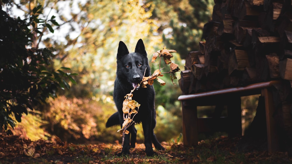 black short coat medium dog on brown wooden bench during daytime