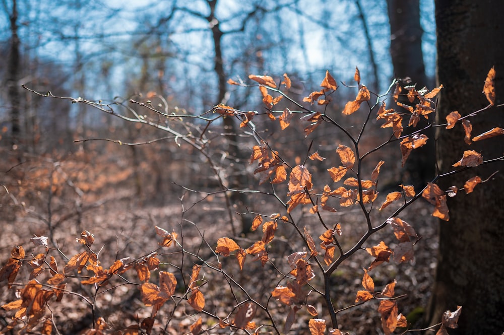 brown leaves on brown tree branch during daytime