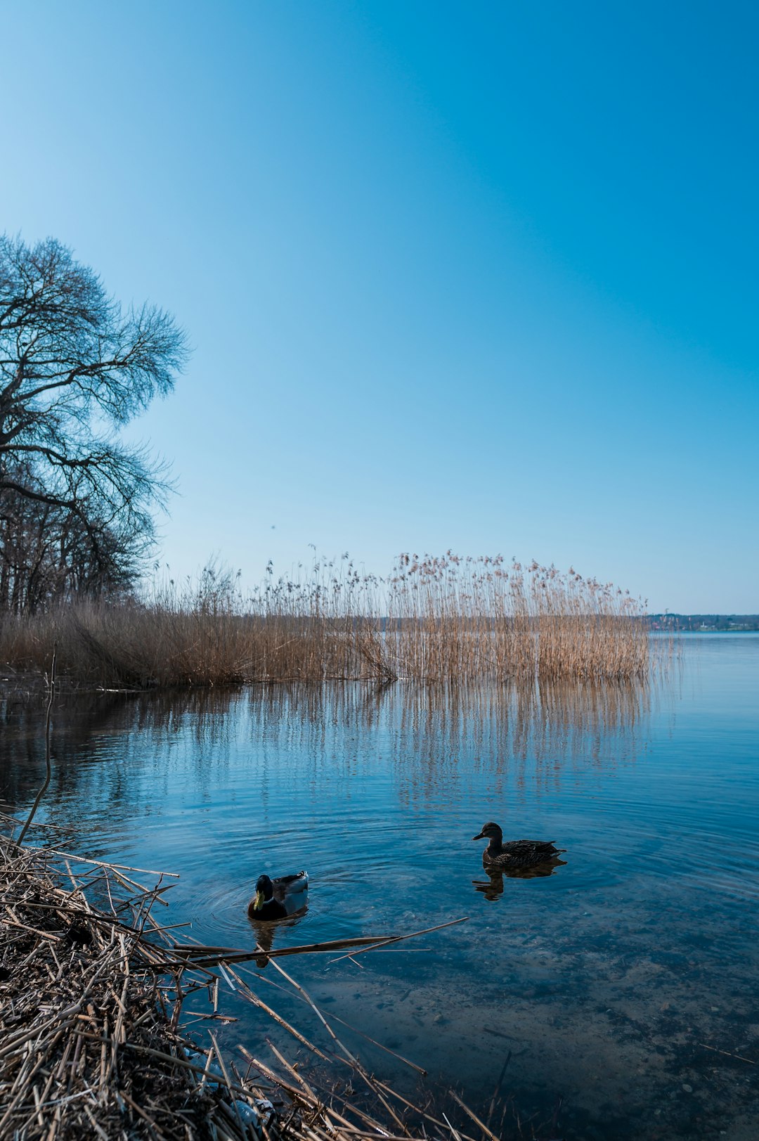 travelers stories about Lake in Esrum Sø, Denmark