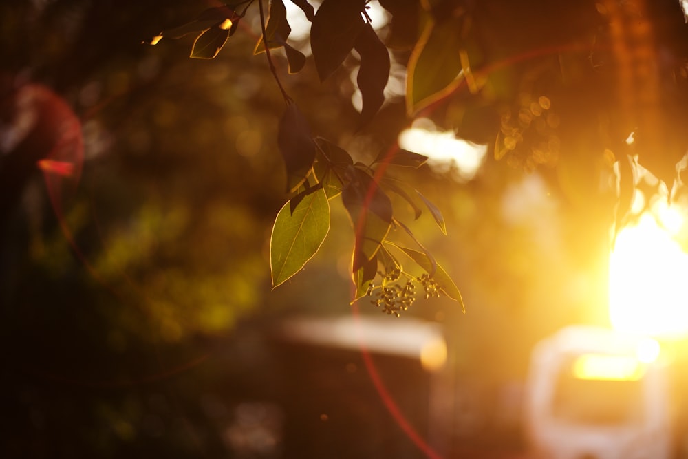 green leaves during day time