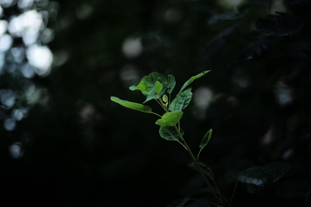 クローズアップ写真の緑の葉の植物