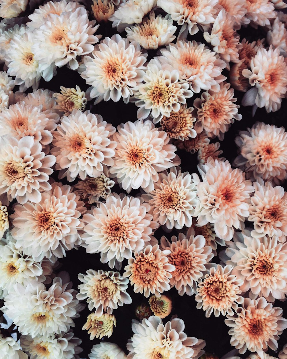 white and brown flowers in close up photography