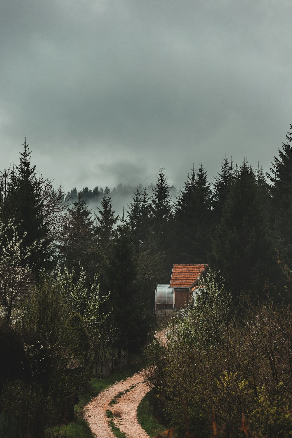 brown wooden house in the middle of forest