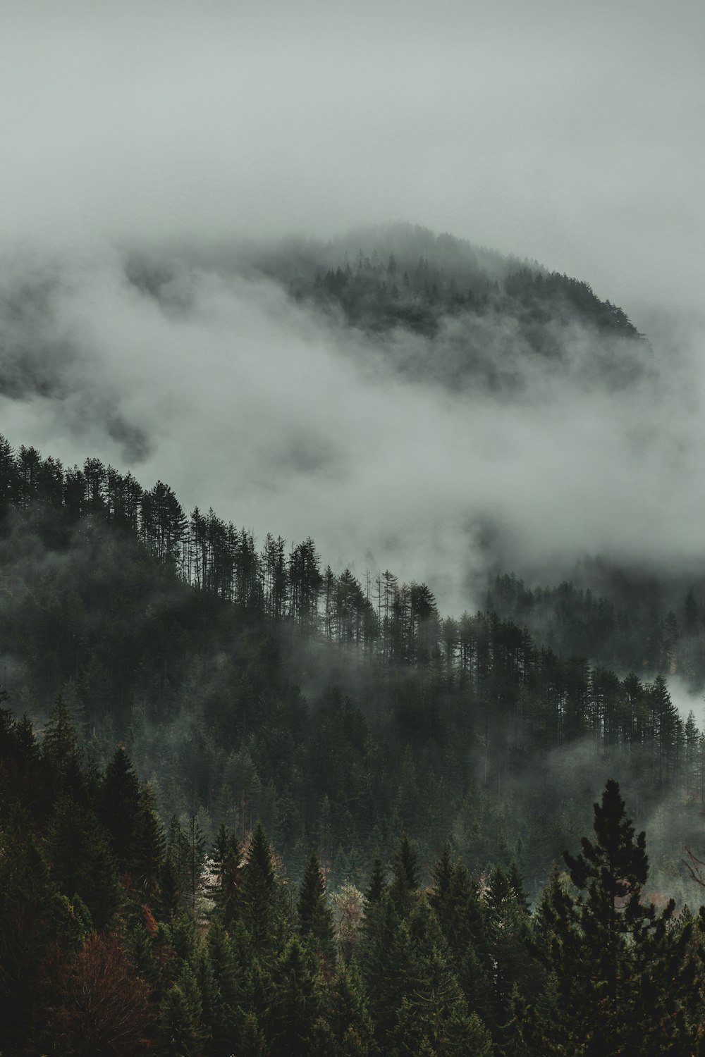 Grüne Bäume von weißen Wolken bedeckt