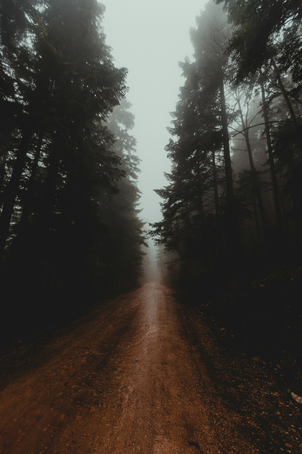 brown dirt road between trees during daytime