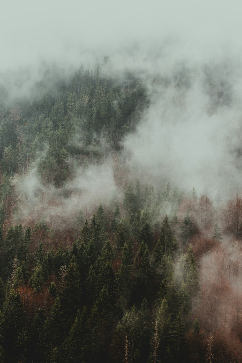 green trees covered with fog