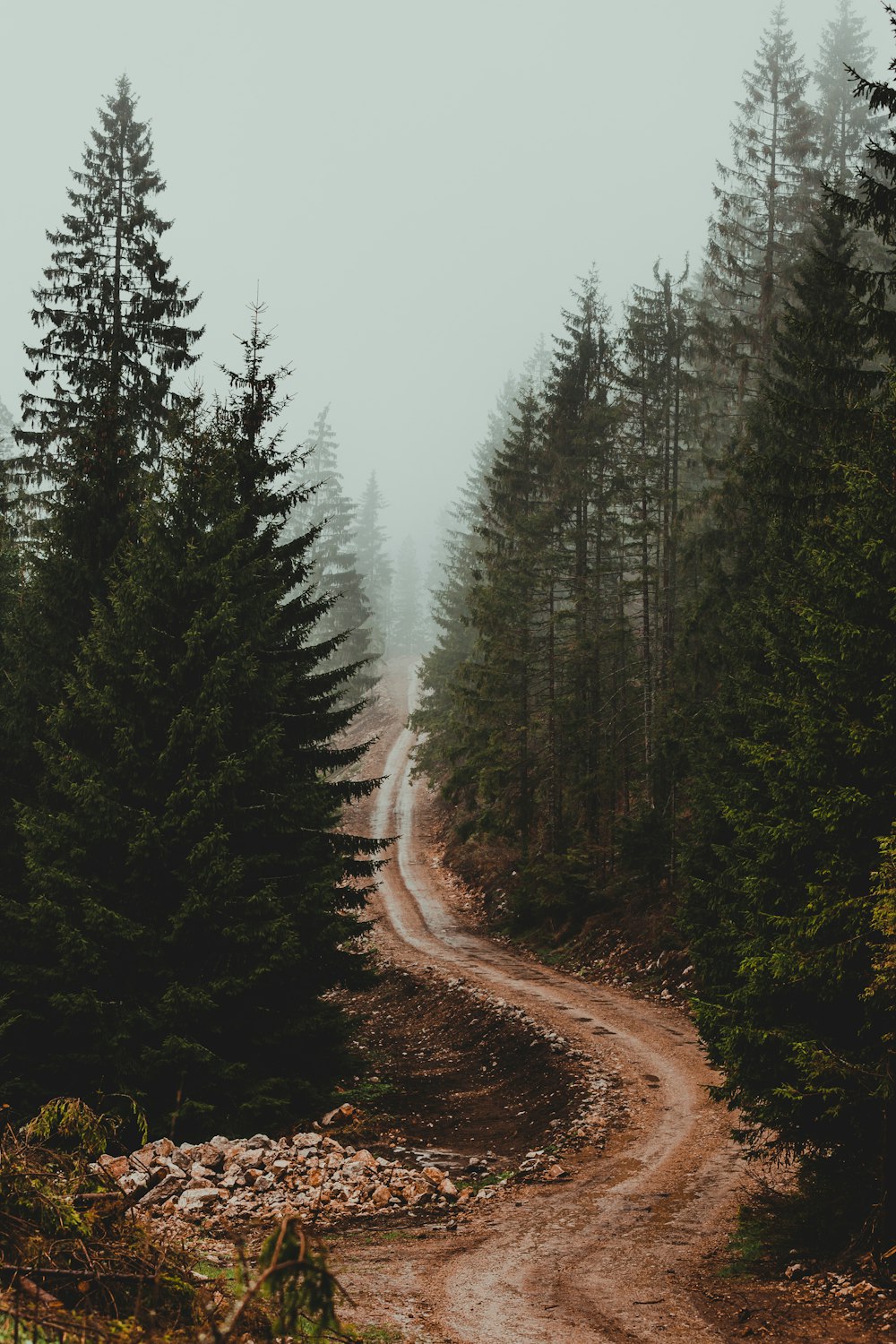 brown dirt road between green trees during foggy day