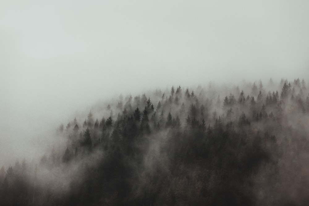 green trees covered with fog