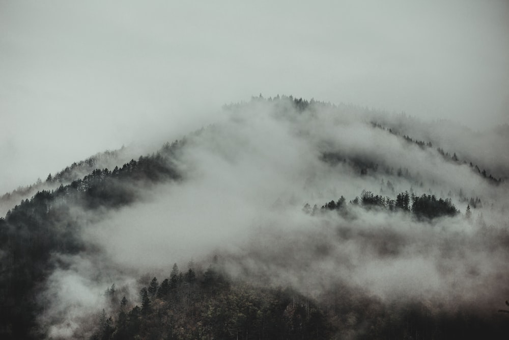 green trees covered with white clouds