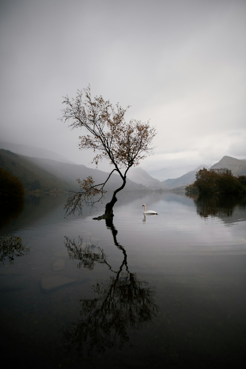 bare tree on lake during daytime