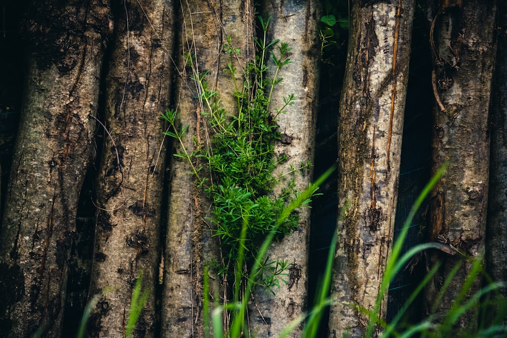 a group of trees that are next to each other