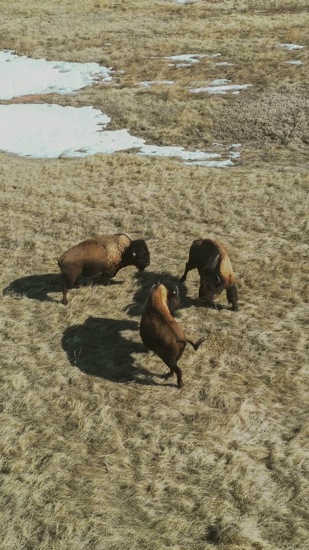 a herd of animals standing on top of a dry grass field