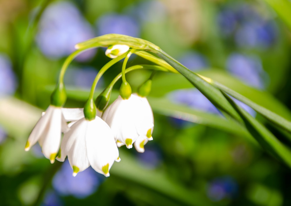 white flower in tilt shift lens