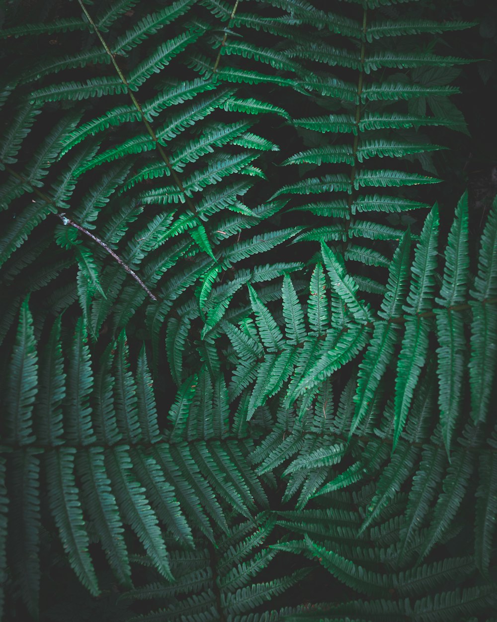 녹색 고사리 식물 클로즈업 사진