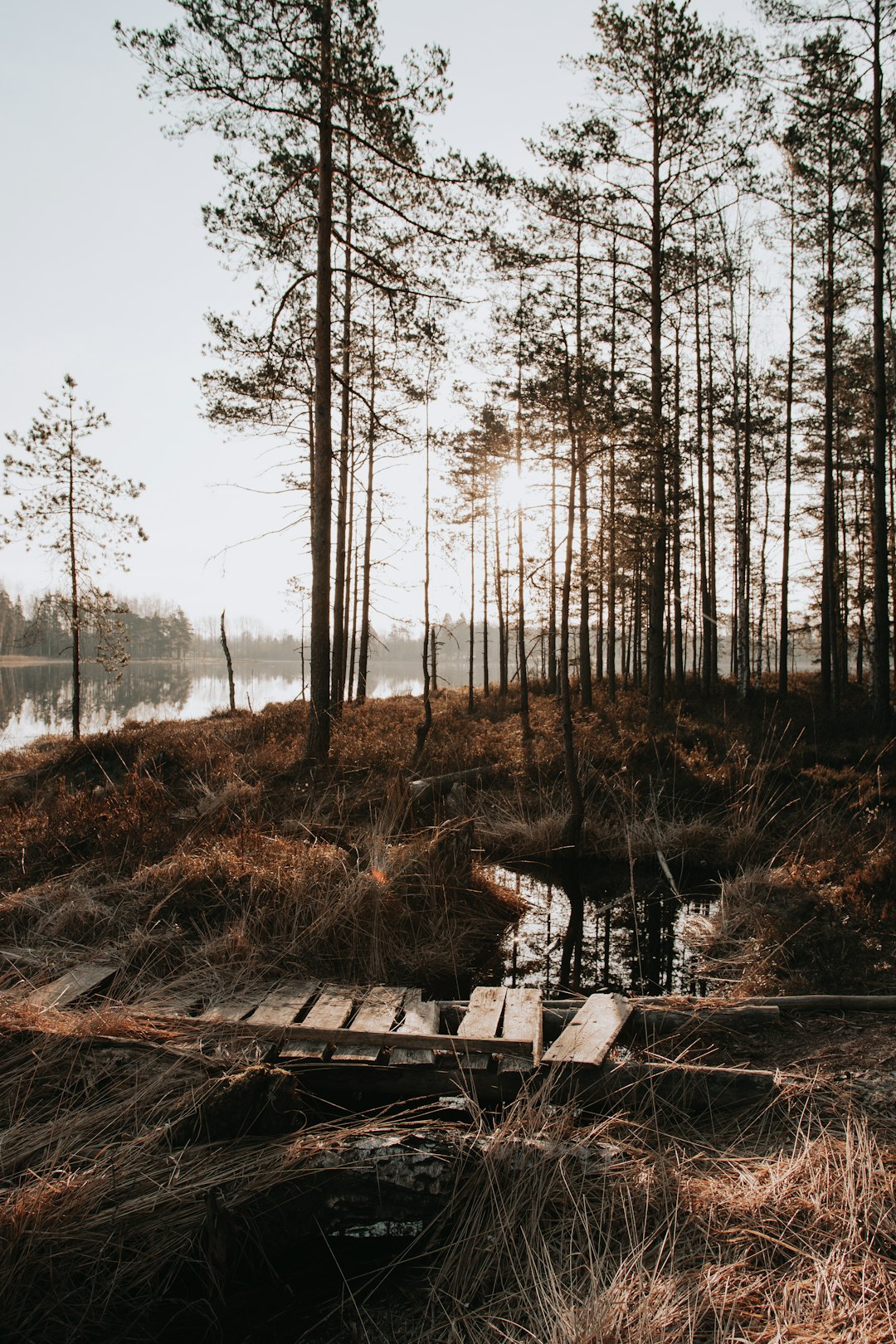 brown wooden dock on lake during daytime