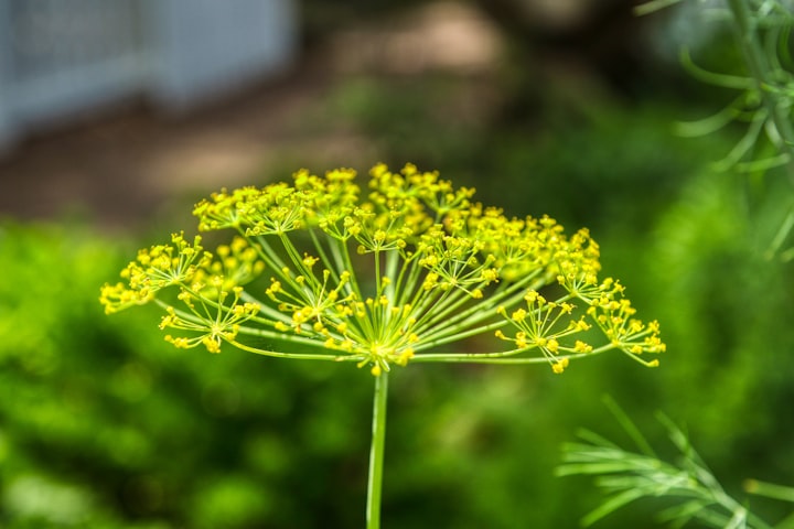 Dill - Legend, and Source of Health