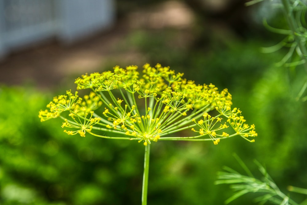 yellow flower in tilt shift lens