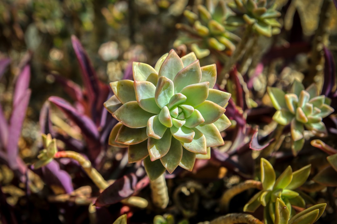 green and purple flower in close up photography