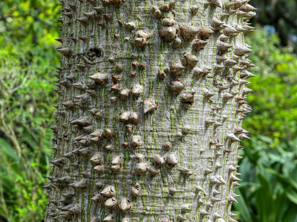 brown and black plant stem