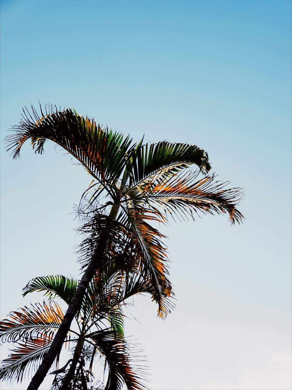 green palm tree under blue sky during daytime