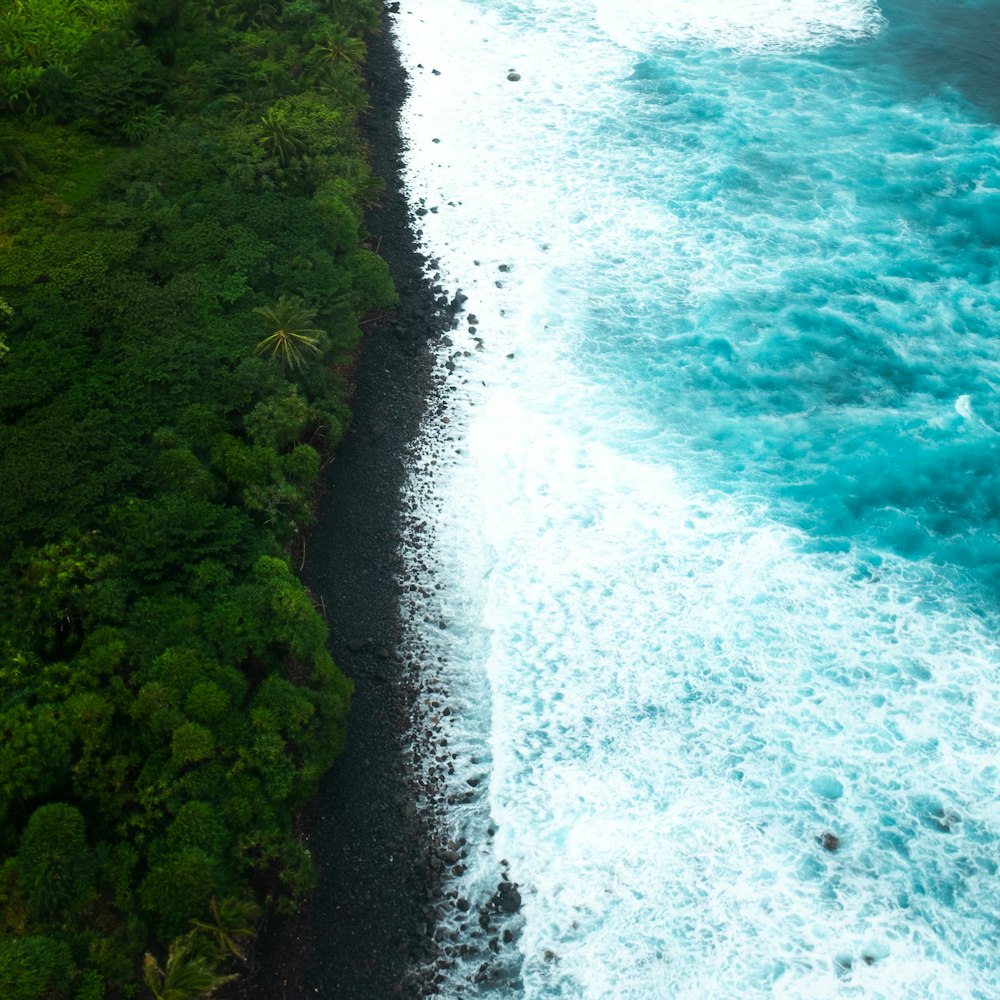 aerial view of green forest beside body of water during daytime