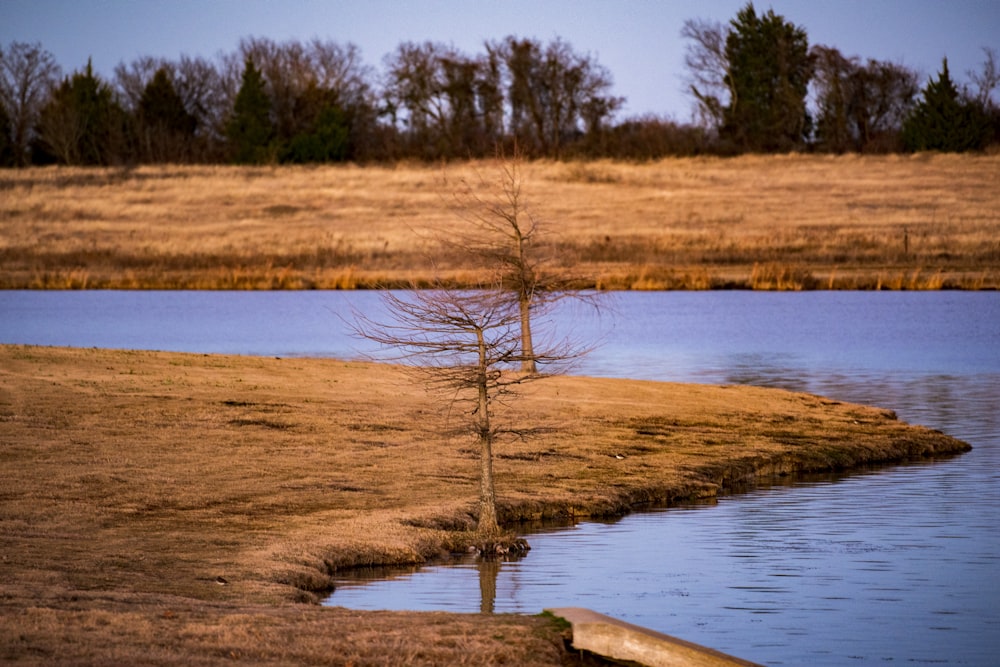 brown leafless tree on brown field beside river during daytime