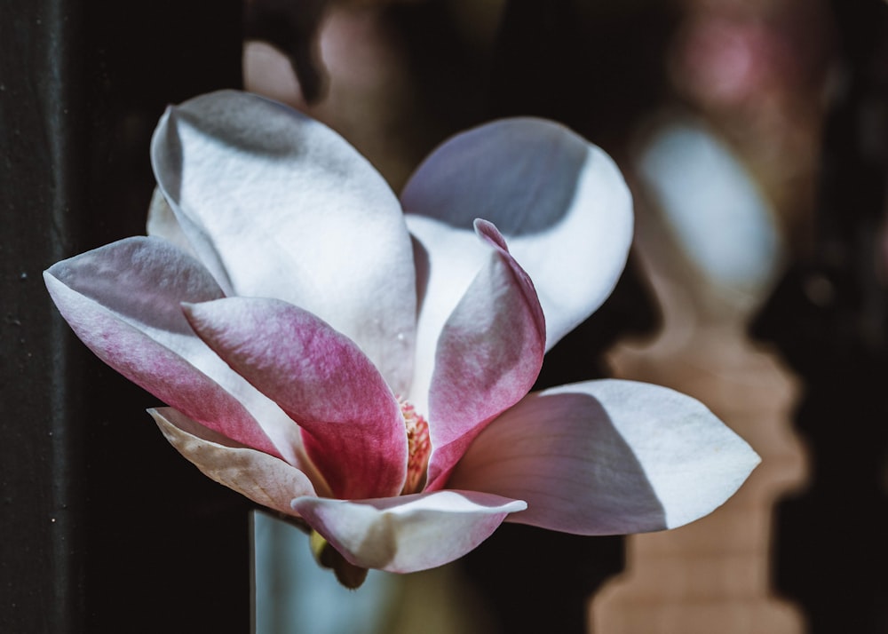 white and red flower in tilt shift lens