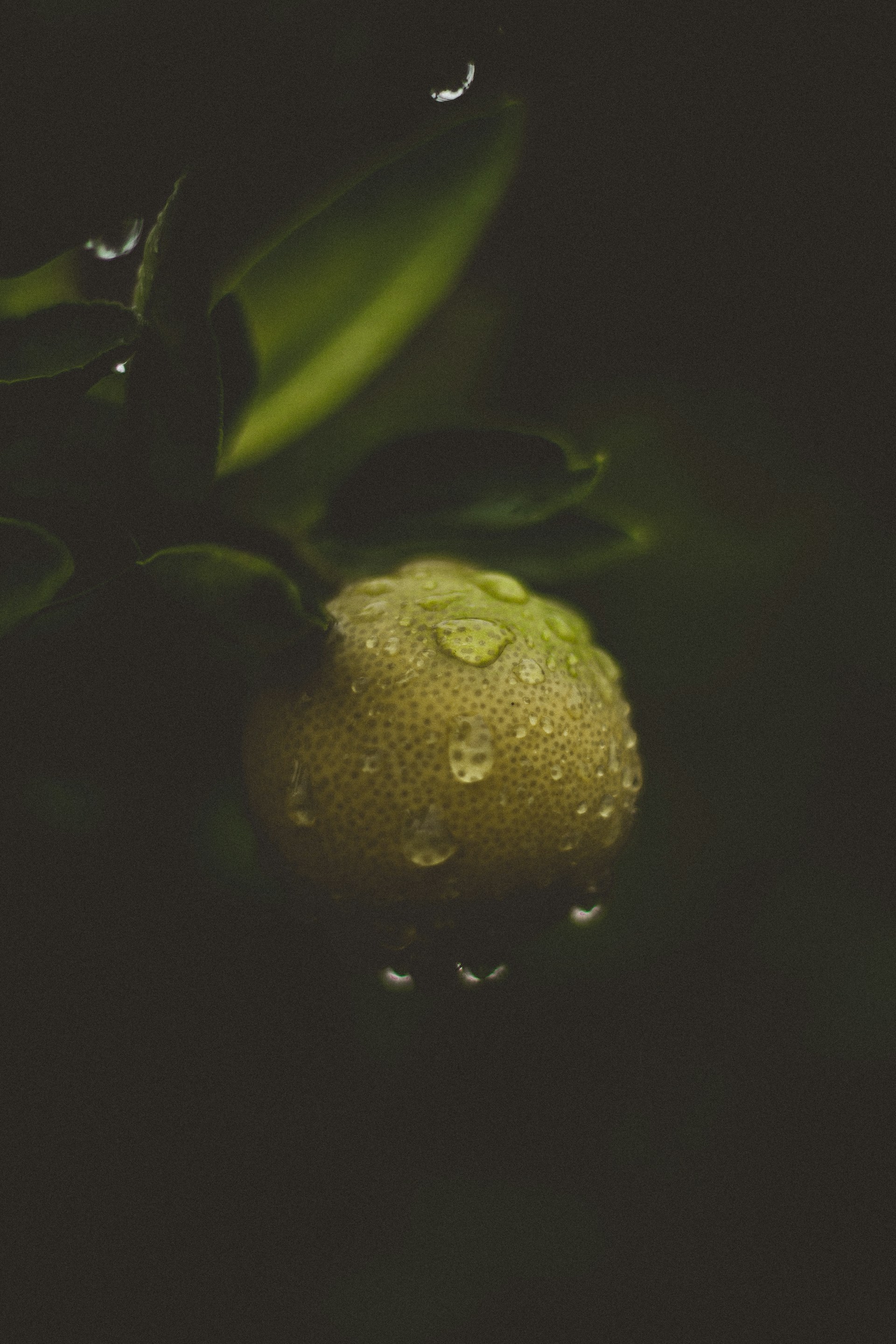 water droplets on yellow fruit