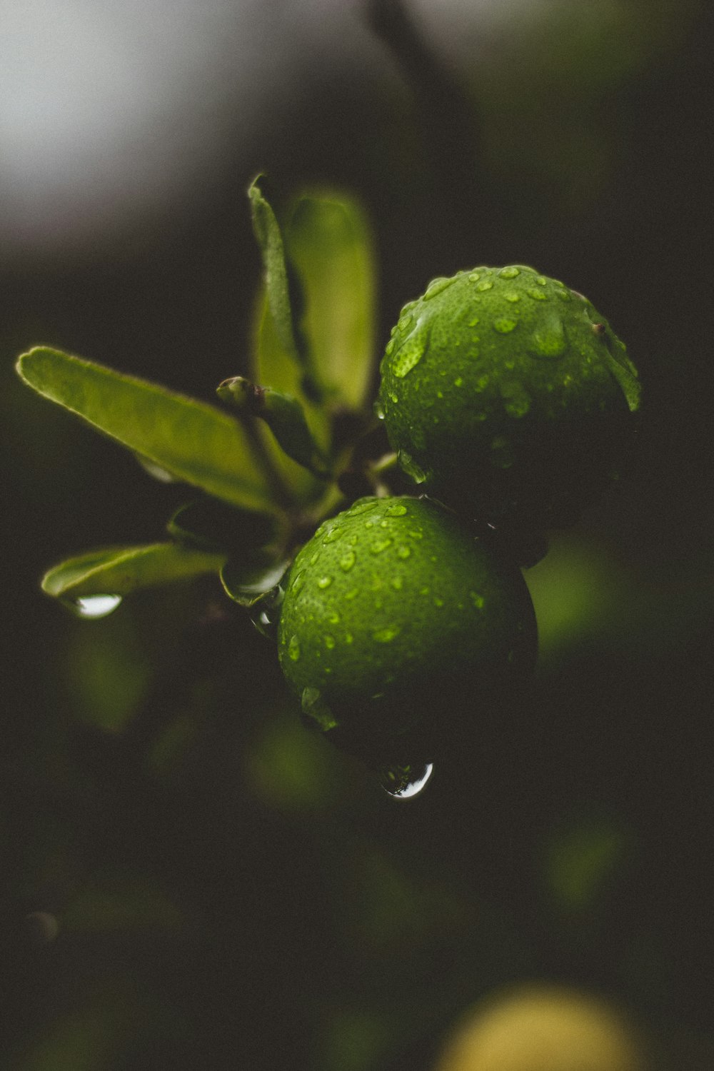 green fruit in close up photography