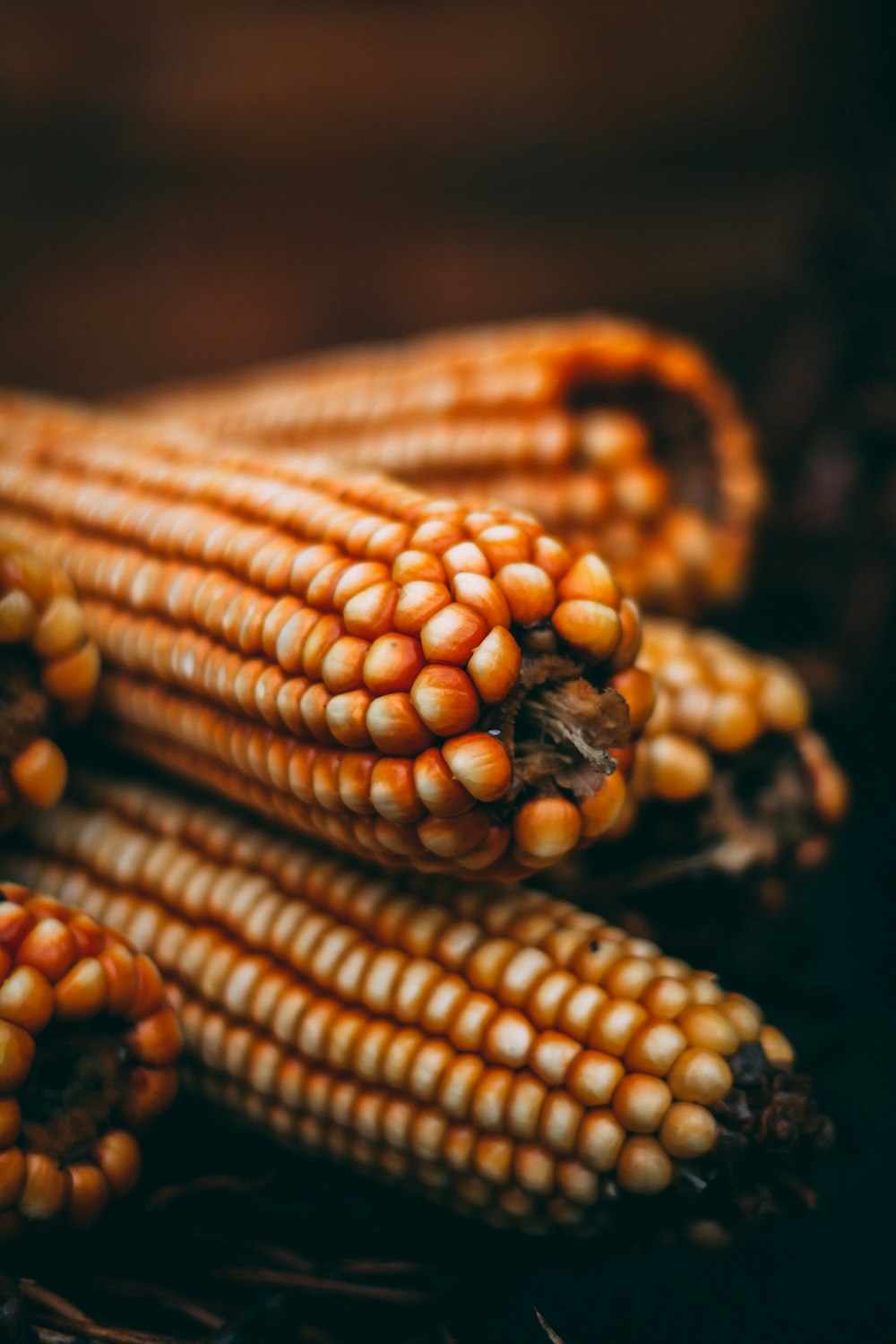 brown corn in close up photography
