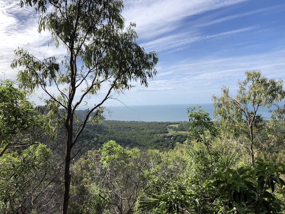 green trees on mountain under blue sky during daytime