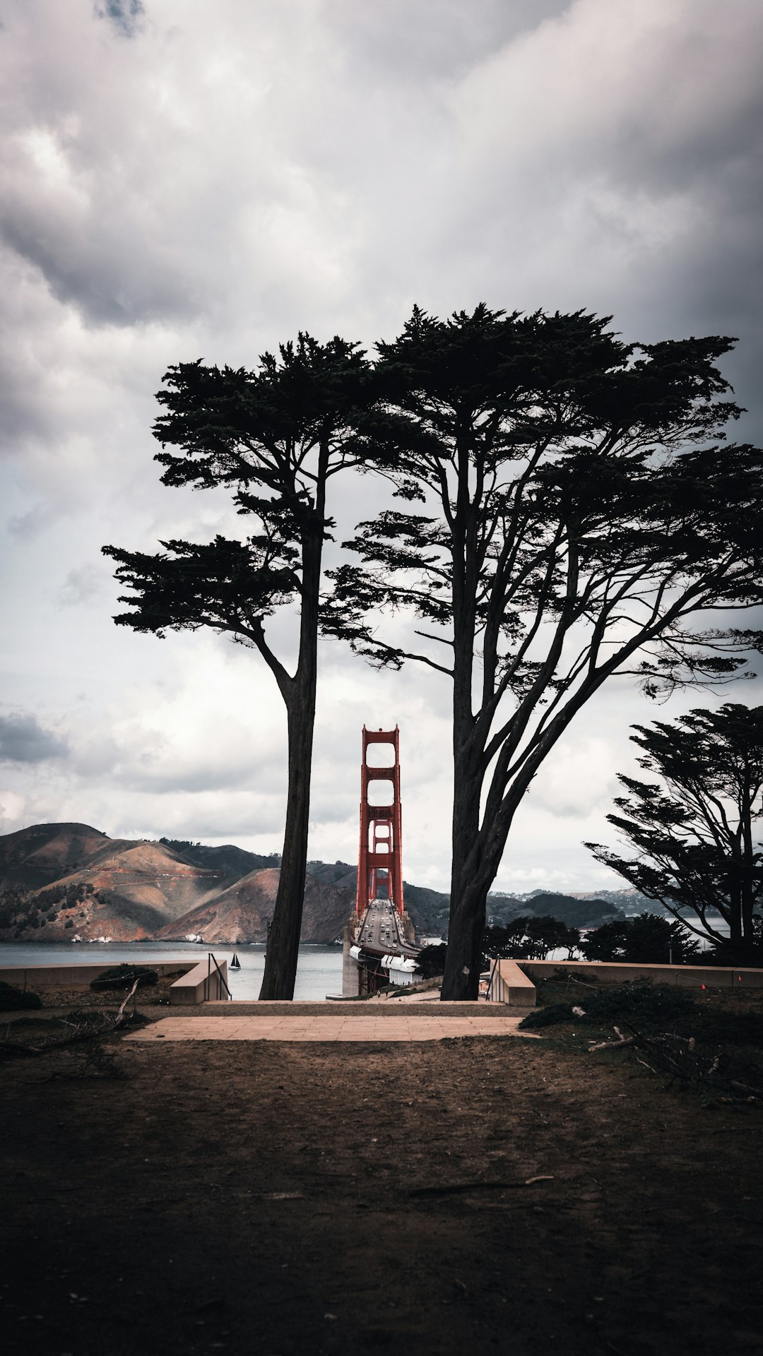 bare tree near body of water during daytime