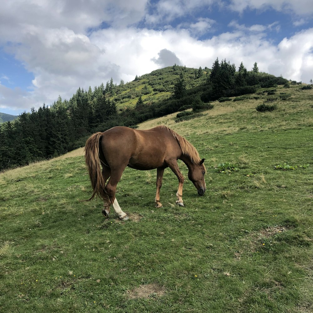 brown horse on green grass field during daytime