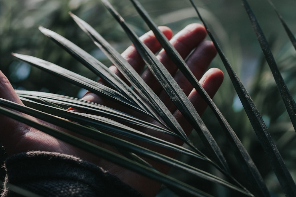 person holding green plant during daytime