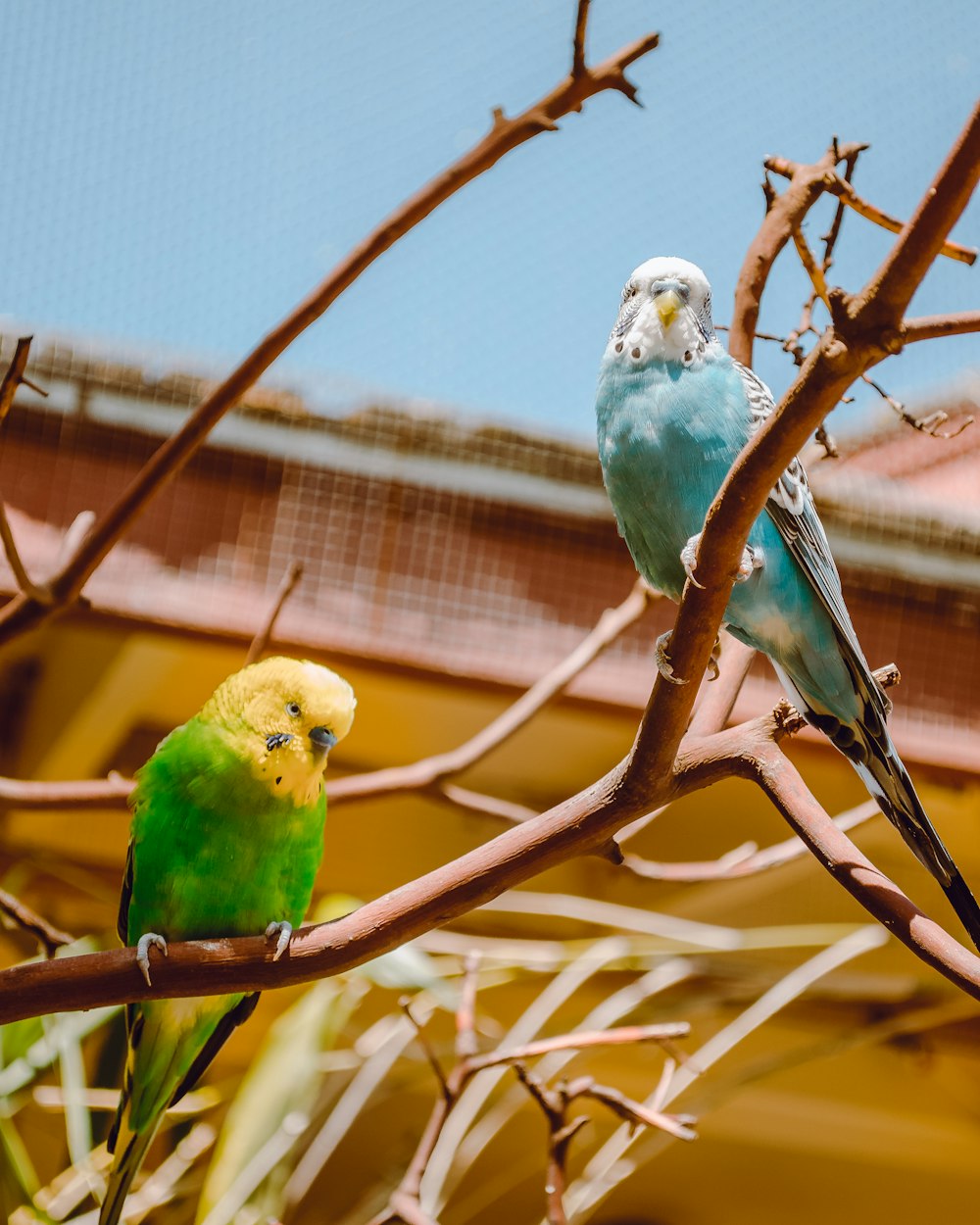 deux oiseaux verts et jaunes sur une branche d’arbre brune